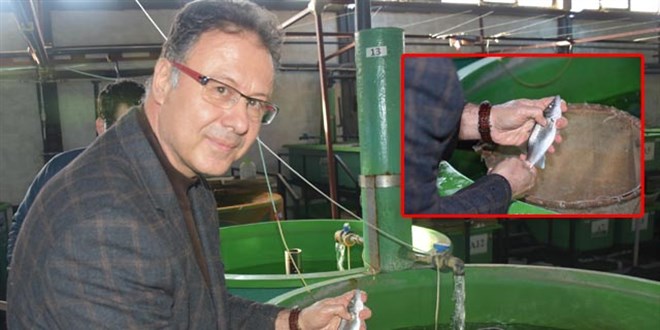 Prof. Dr. Tanrıkul: Levreklerde ölümcül hastalık türü saptandı