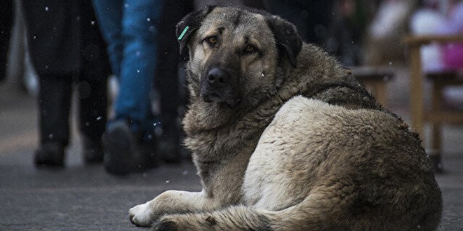 Tehlike arz eden köpekleri başıboş bırakan 1934 kişiye ceza