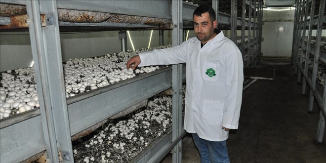 Mantar üretim tesisi kuran çiftçi 20 kişiyi istihdam ediyor