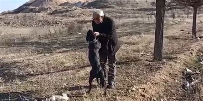 Yaptırımlardan korkanlar pitbull köpeklerini sokağa terk ediyor