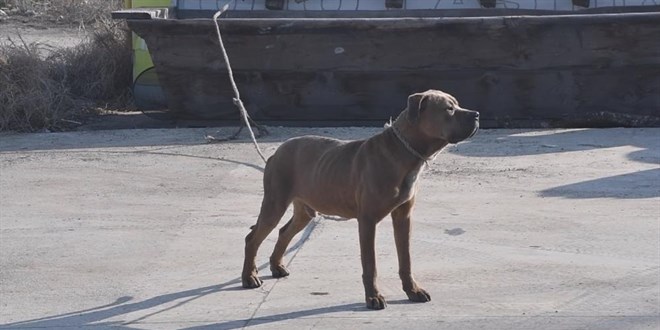 Sokakta büyük tehlike! Pitbullar sokağa terk edilmeye başlandı