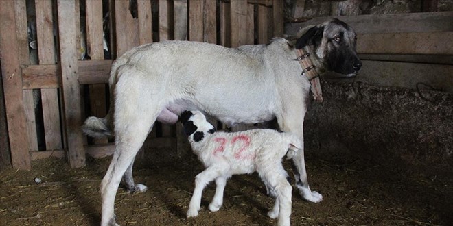 Sivas'ta yavru kuzuyu Kangal köpeği emziriyor