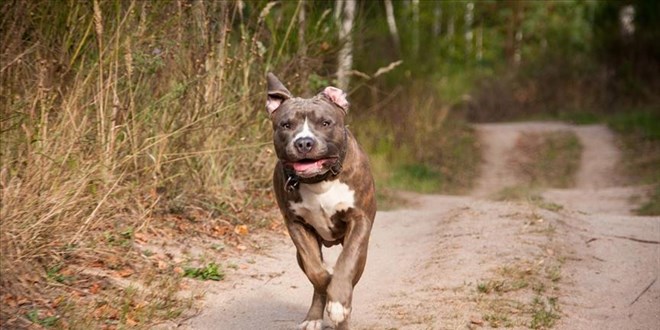 Gaziantep'te ikinci pitbull vakası
