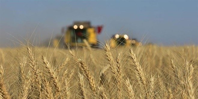 Buğdayda sarı alarm: Fiyatı son 10 yılın zirvesinde