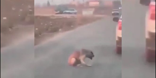 Araçtan köpeğe ateş edip yaralayan şüpheli yakalandı