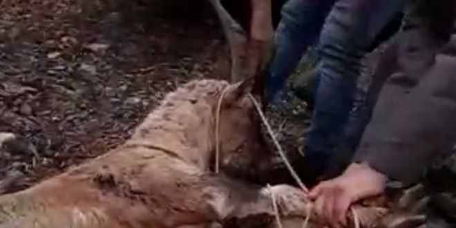 Kaçak avcılar, koruma altındaki yaban keçisini vurdu