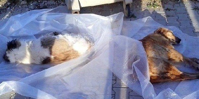 Bodrum'da köpeklerin zehirlendiği iddiasına soruşturma