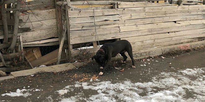 Okul çevresinde Pitbull dolaştıran kişiye 14 bin 982 lira ceza