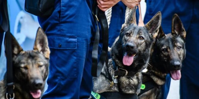 Kovid-19 vakaları K9 köpekler ile tespit edilecek