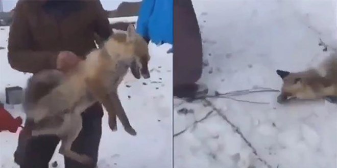 Yaralı tilkiye işkence etmişlerdi... Valilik harekete geçti