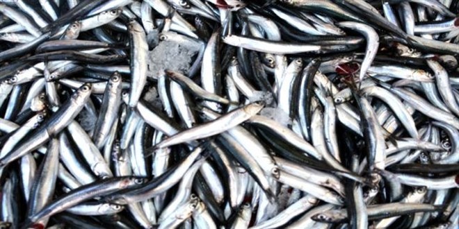 Av miktar�ndaki d���� bal�k fiyatlar�n� art�r�yor