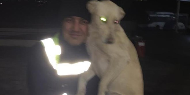 EGO şoförünün köpekle 'boks yaptığı' anlar ilgi gördü