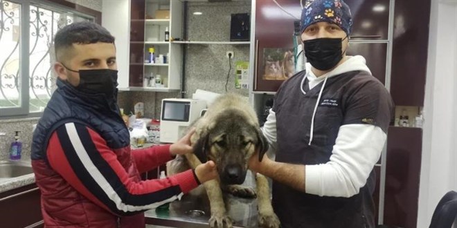 Komşusunun havlayan köpeğini vurdu