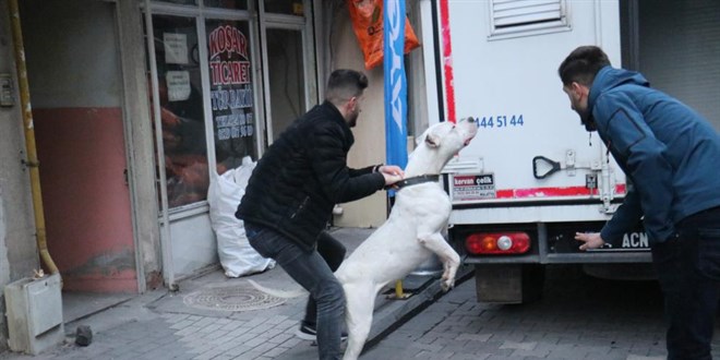 Beslediği pitbullu kavga ettiği kişilerin üstüne saldı: 3 yaralı