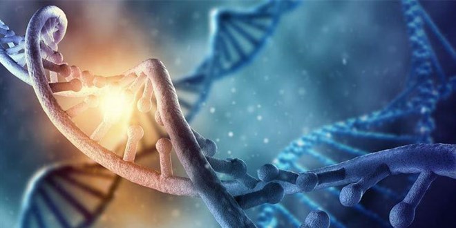 Bilim insanları, kalamar gözünün gelişimi için gerekli olan bir gen ağı keşfetti