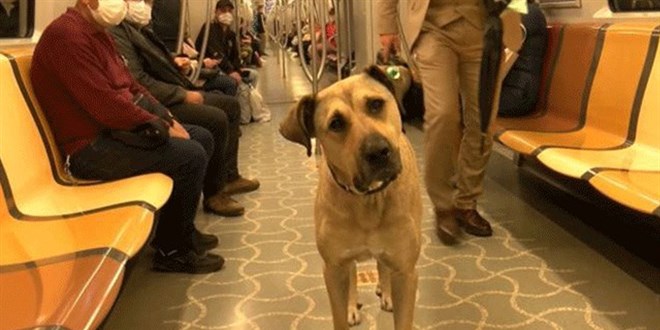İstanbul'u turlayan köpek Boji'yi Ömer Koç sahiplendi