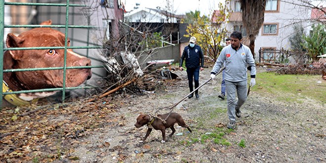 Annenin ihbarıyla oğlunun yasaklı ırk köpeği barınağa yerleştirildi