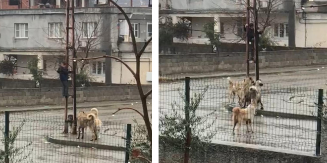 Sokak köpeklerinin saldırdığı çocuk böyle kurtuldu