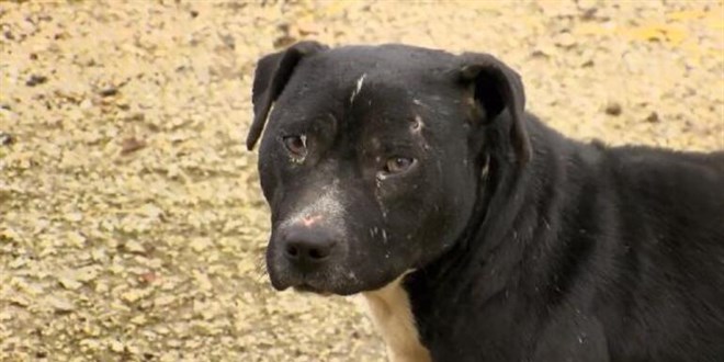 Yasaklı 6 köpek ırkının kayıt altına alınması için yarın son gün