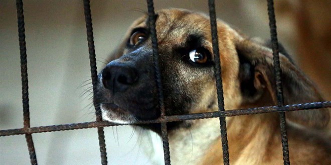 Türkiye genelinde 20 bin 843 köpek kayıt altına alındı