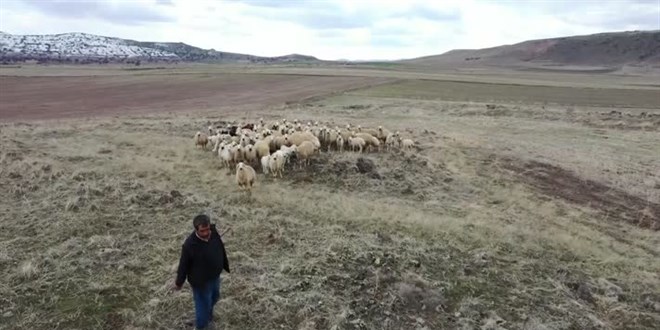 Türkiye'de geçen yıl 3 bin 200'ün üzerinde çoban sertifika aldı
