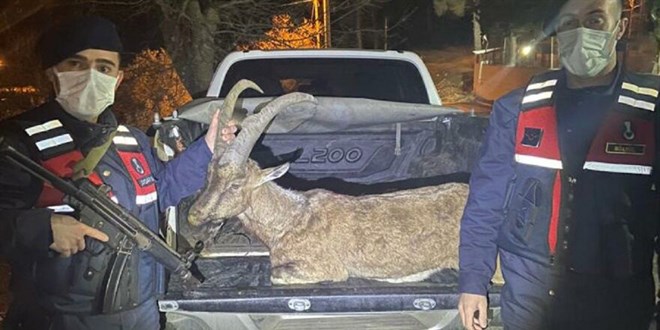 Yaban keçisi avlayanlara 71 bin lira para cezası