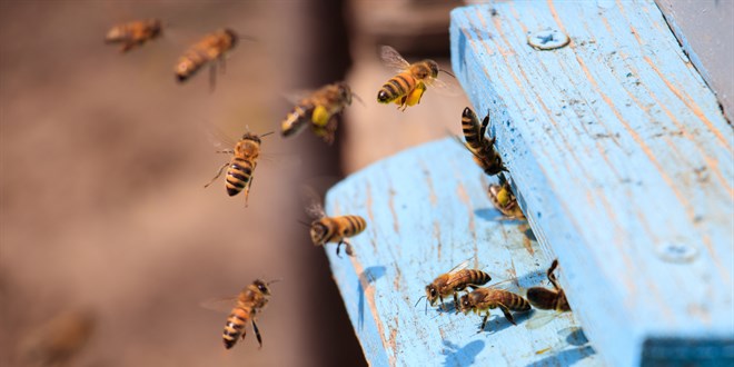 Yüzlerce arı nosema hastalığı nedeniyle telef oldu