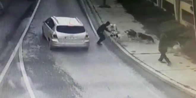 Bakırköy'de dehşet dolu anlar, iş adamına 6 köpek saldırdı
