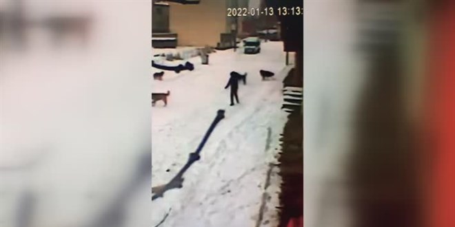 Kars'ta çocuğun köpeklerin saldırısından cesaretiyle kurtulduğu anlar kamerada