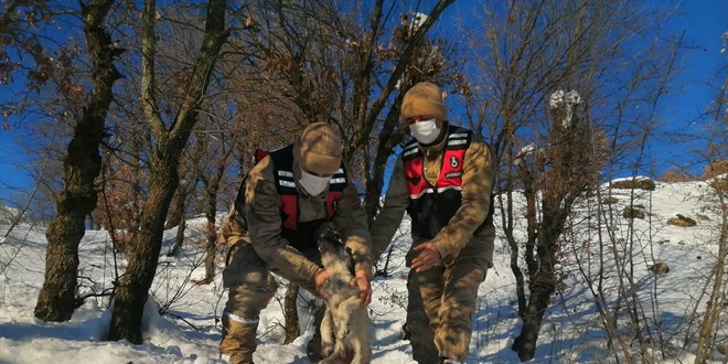 Adıyaman'da yavru köpeği jandarma hayata döndürdü