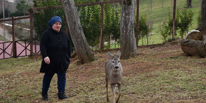 Trabzon'da belediye personeli parktaki karacaya anne şefkatiyle bakıyor