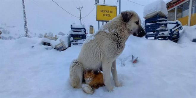 Kar yağışından korunmak isteyen kedi köpeğe sığındı