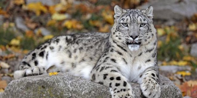 Kar leoparı koronavirüsten öldü