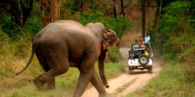 Uganda'da fil, aracından çıkan turisti ezerek öldürdü