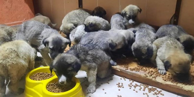 Erzurum'da belediye ekipleri donmak üzere olan 63 köpek yavrusunu kurtardı