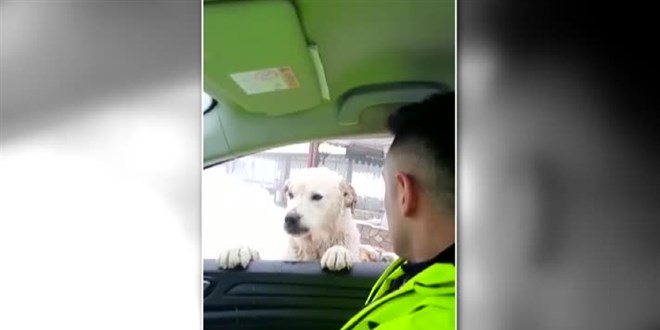 Polis aracının camına yanaşan köpeği, polis elleriyle besledi