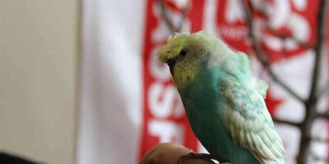 Mehter marşı söyleyen muhabbet kuşu görenleri şaşkına çevirdi