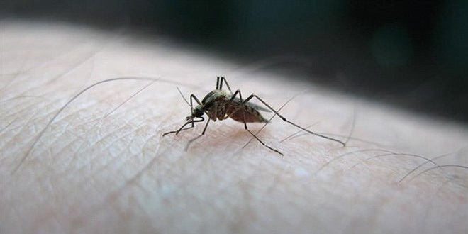 Sivrisinekler krmz, turuncu ve siyah giyenleri daha ok sryor