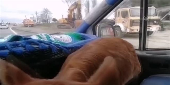 Üşümesin diye buzağıya otomobille servis