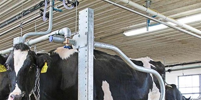 Sigortalatt inekler ksr kt! Mahkemeden karar 11 yl sonra kt