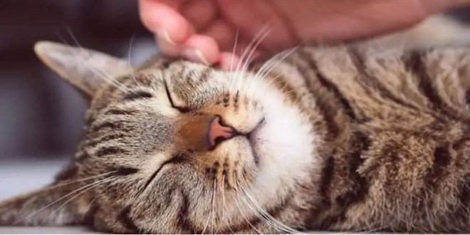 Petibom Pet Kuafr - Anestezisiz Kedi ve Kpek Tra iin Bilgilendiriyor