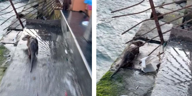 Emin�n�'nde 'su samuru' g�r�ld�