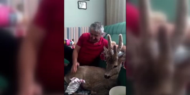 Evinde bebek gibi baktığı yaralı karacayı ekiplere teslim etti