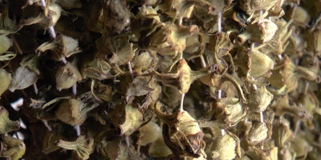 Bamya, gram altnla yaryor! Vatanda gramla alyor