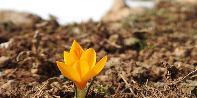 Bu �i�e�i koparman�n cezas� 109 bin 593 TL