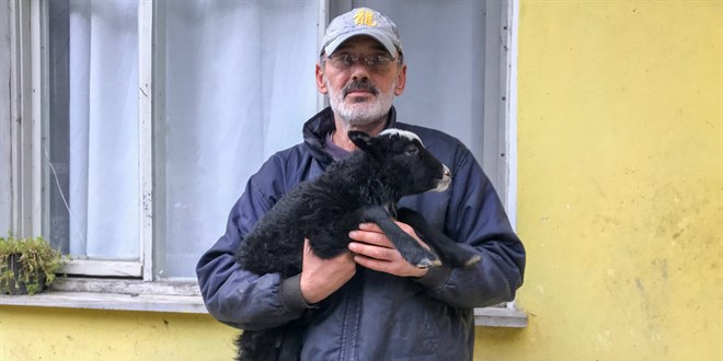 Baca krlan kuzusunu veteriner bulamaynca devlet hastanesine gtrd