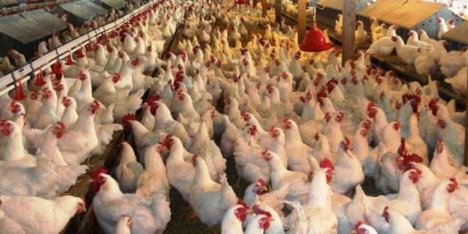 Vatandaşın gıdası tavuk kırıntısı! Kilosu 7 TL'ye çıktı