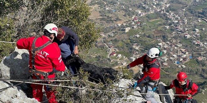 Kayalıklarda mahsur kalan keçiyi AKUT ekipleri kurtardı
