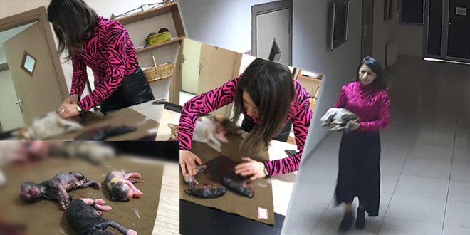 Ölen hamile kedinin yavrularını elleriyle kurtardı