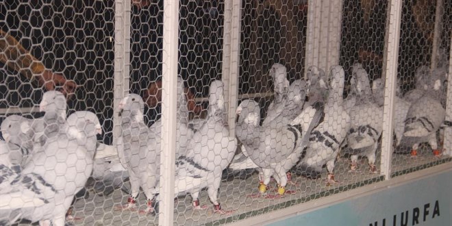 Bu güvercinlerin fiyatları ev ve arabalarla yarışıyor